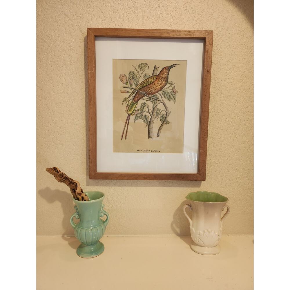 Framed‎ J. & E. Gould - Nectarina Famosa Lithograph Print 17 1/2 x 21 1/2"